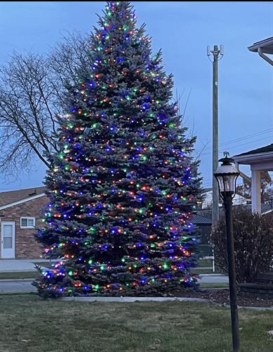 Multi-color pine tree