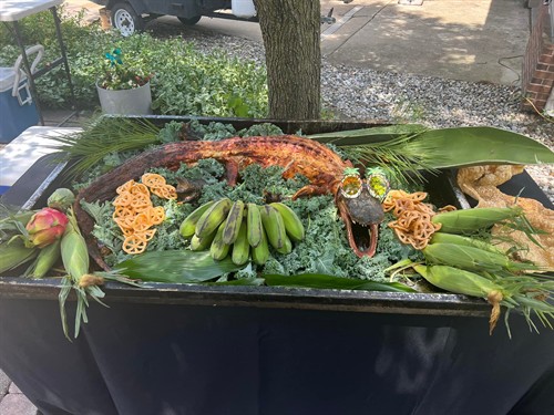 The Whole Alligator experience