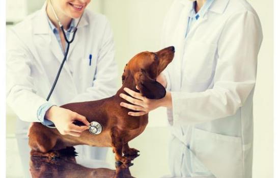 Pet & Veterinary Services