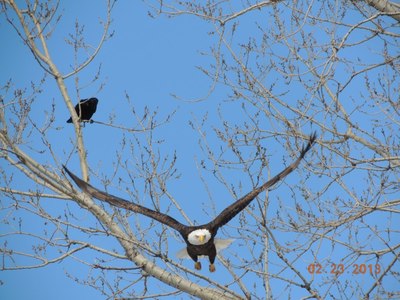 Eagles and wild life in Lakeville 