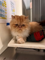 More Than 500 Cats Discovered During Joint Investigation in Claremont and Upland