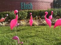Etech Attacked by United Way Flamingos