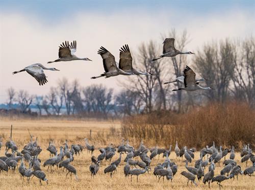 Gallery Image Sandhill_Cranes_9_-_Don_Brockmeier.jpg