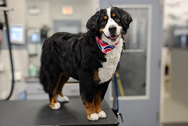 High-Quality Dog Grooming Seven Days per Week