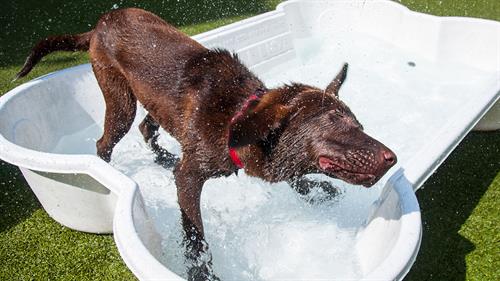 Gallery Image best-dog-boarding-chicago.jpg