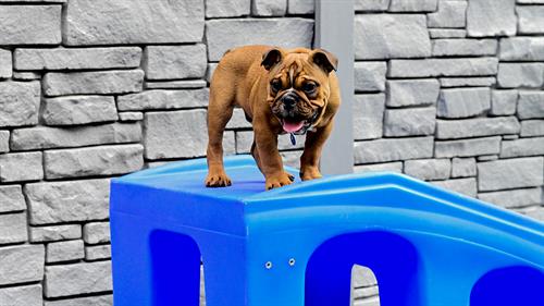 Dog Playing Outdoors During Daycare and Boarding