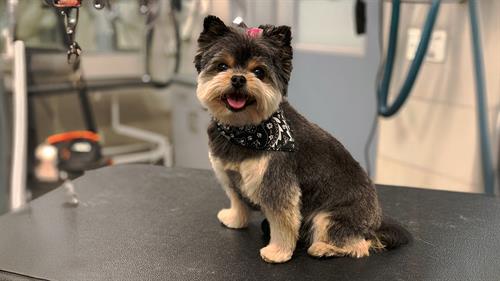 Grooming Seven Days per Week - Drop off at your appointment time
