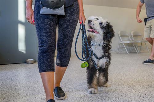 Adult dog and puppy training classes