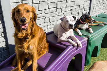 Dogs playing on playground equipment in daycare and boarding