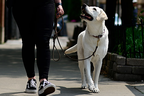 Positive Reinforcement Training Including Leash Walking, and Private Lessons at Your Home