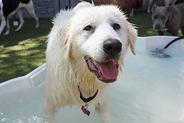 Dog playing in pool during daycare and boarding