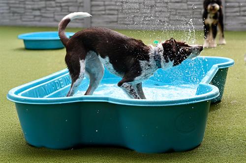 Dog Playing in the Pools During Daycare and Boarding
