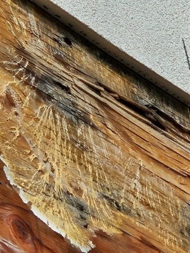 Mushrooms Growing Under Stucco