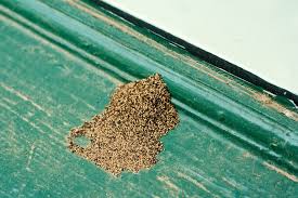 Drywood Termites Drywood Termites