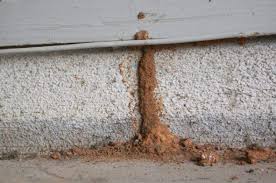 Subterranean Termites Subterranean Termites