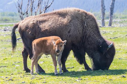 Bison Mom with Calf at AWCC