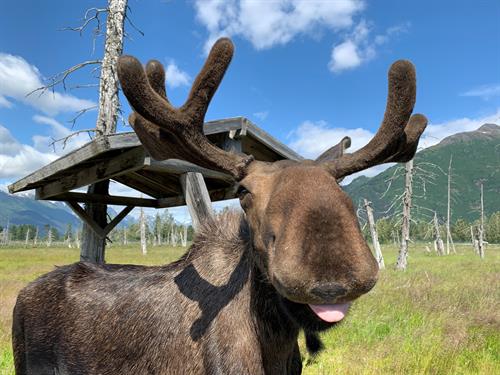 Moose at AWCC
