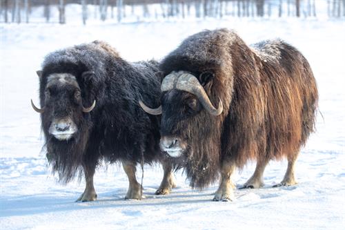 Muskox at AWCC in Winter