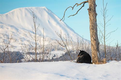 Uli the Black Bear at AWCC in Winter