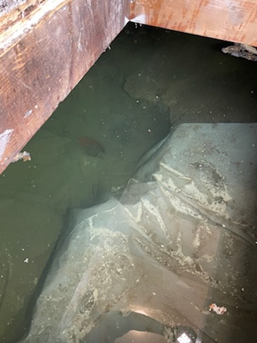 Koi pond in the crawlspace