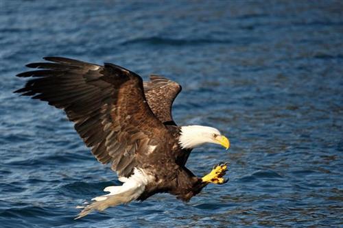 The bald eagle is the largest bird of prey found in Alaska and often spotted along on may tours and transfers. Photo Credit: Perry de Graaf 