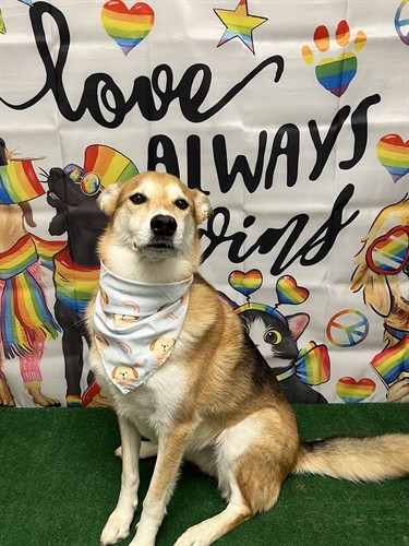 Gracie