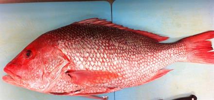 RED SNAPPER 