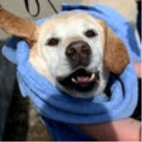 PAWS FOR THE CAUSE Dog Wash and Food Drive 