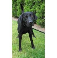 License Amnesty Event