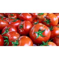 Cooking Class - All About Tomatoes!