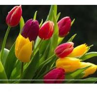 Hospital Auxiliary Tulip Sale