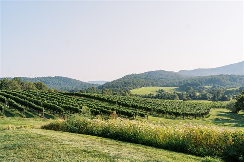 Gallery Image Copy_of_Copy_of_Copy_of_Copy_of_08.20.23_Landscape_-_Ashley_Cox_Associates.jpg