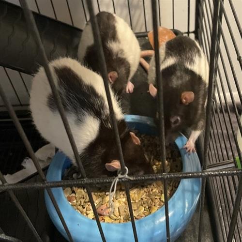 Meet Edgar, Allen, and Poe. They're full of personality!