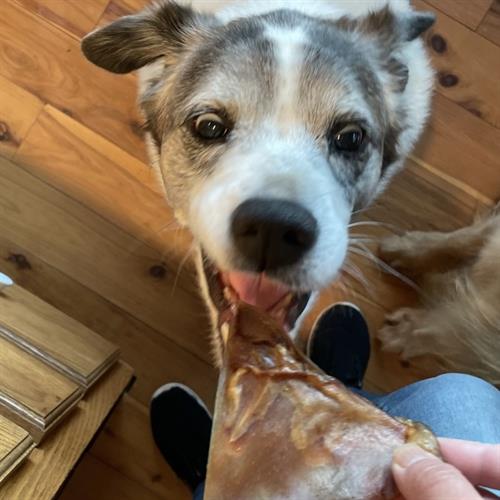 I'll do anything for a pig ear!