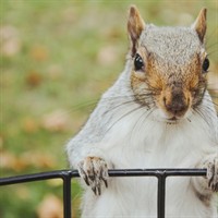 Critter-Guard: A Low-Cost Fix for a Common Virginia Solar Problem