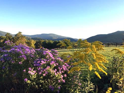 Gallery Image Autumn_in_the_Montfair_Native_Plant_Garden_1.jpg