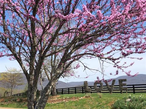 Gallery Image Spring_Love-_Montfair_Resort_Farm.JPG