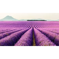 South of France and Provence- Virtual via Zoom 02-10-2026