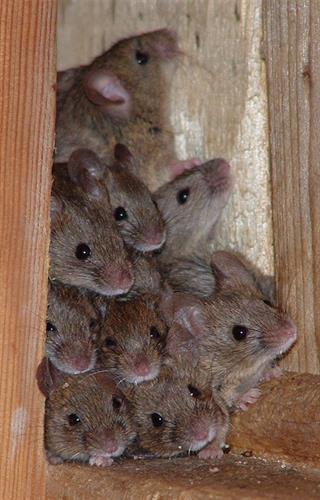 Gallery Image mouse-tower-comp.jpg
