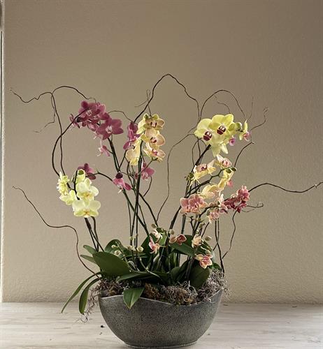 Grand Orchid Garden - Multi