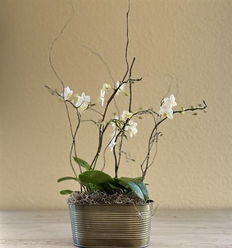 Medium Orchid Garden - White