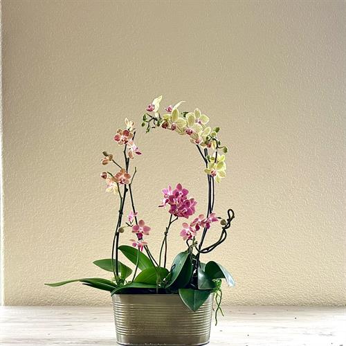 Medium Orchid Garden - Multi