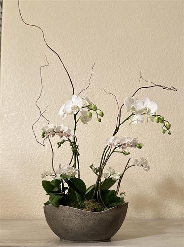 Large Orchid Garden - White