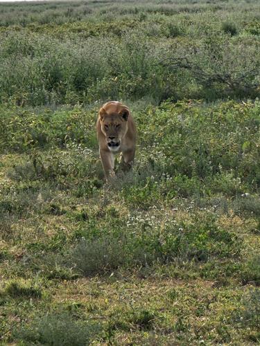 Lioness walking home