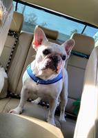 WOOF! National Pet Travel Safety Day Tips from the American Humane Society