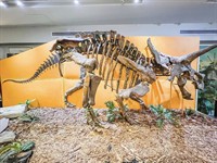 January Fun at The Palm Beach Museum of Natural History
