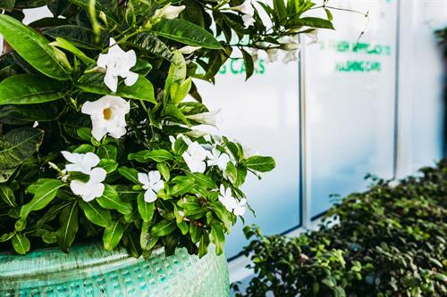 Mint Eco Car Wash Landscaping Design