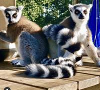 Calling Palm Beach Animal Lovers. Safari Bob’s endangered twin Lemurs to make their public debut at Mandalay Farms Fundraiser.