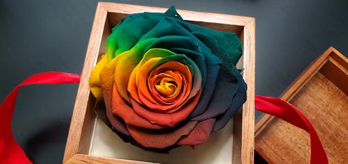 Rainbow Long lasting Rose