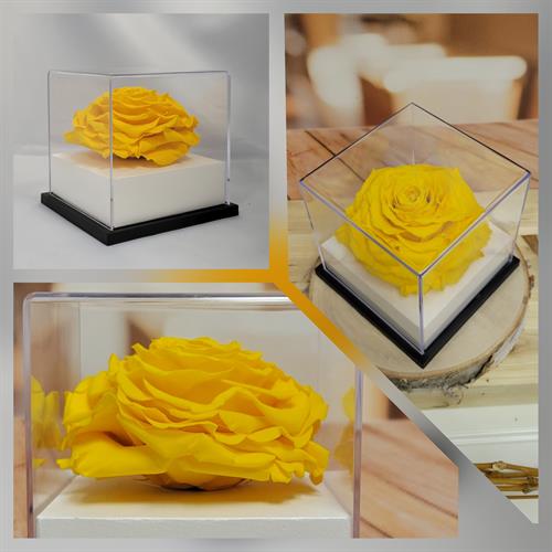 Forever Rose in Acrylic Box